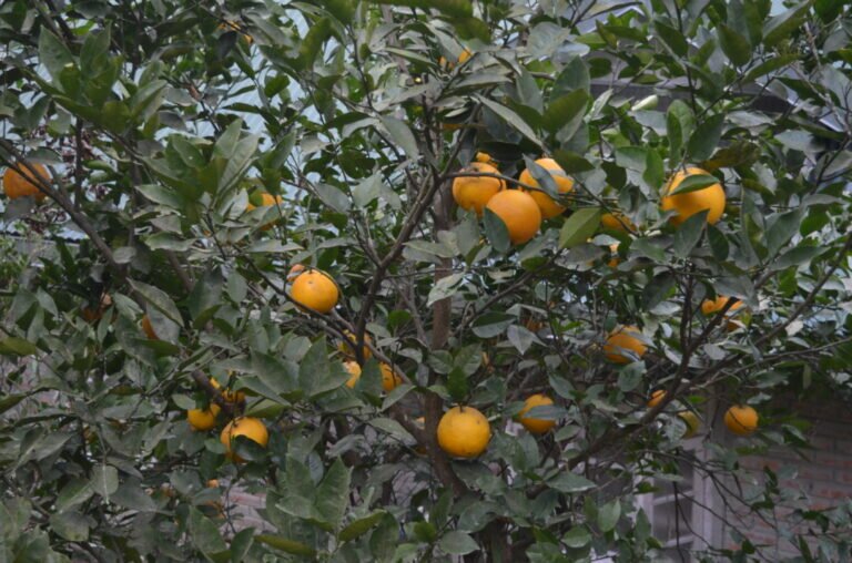 Fruits at Bara mangwa 768x508