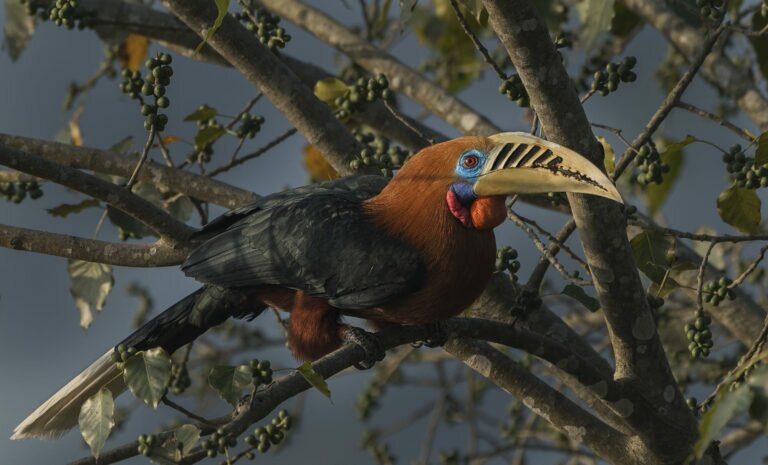 Latpanchar 2 768x465