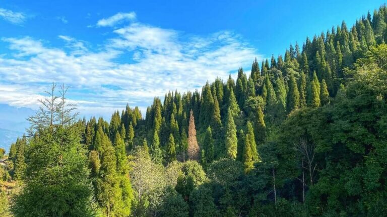 Mim Tea Garden Homestay 42 768x432