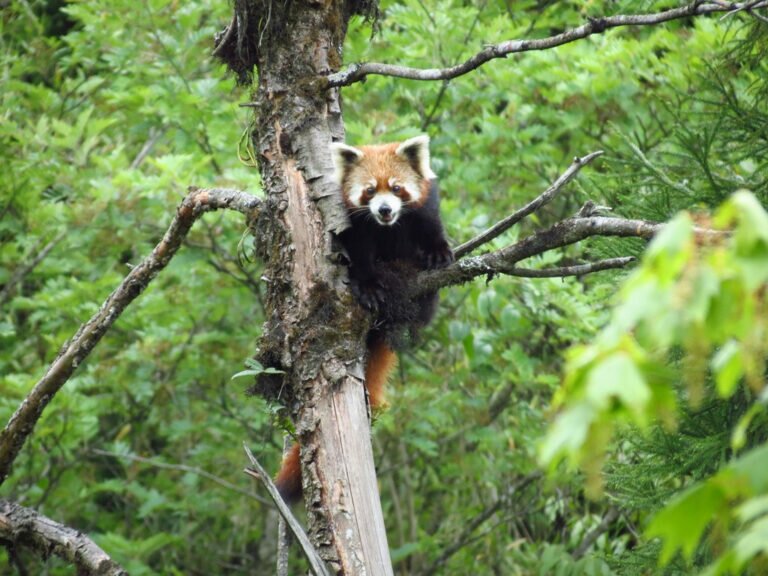 Red Panda at Neora Valley National Park West Bengal India 2012 768x576