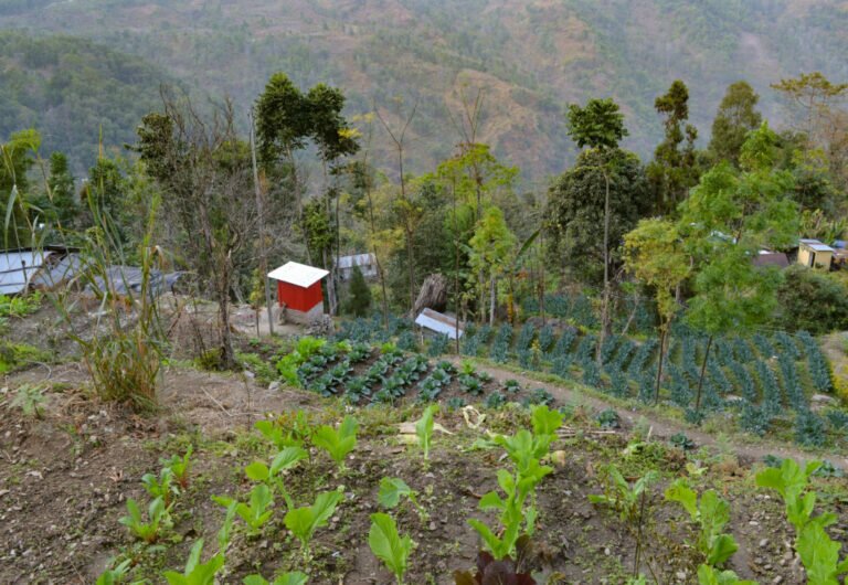 Vegetables at bara mangwa 768x530